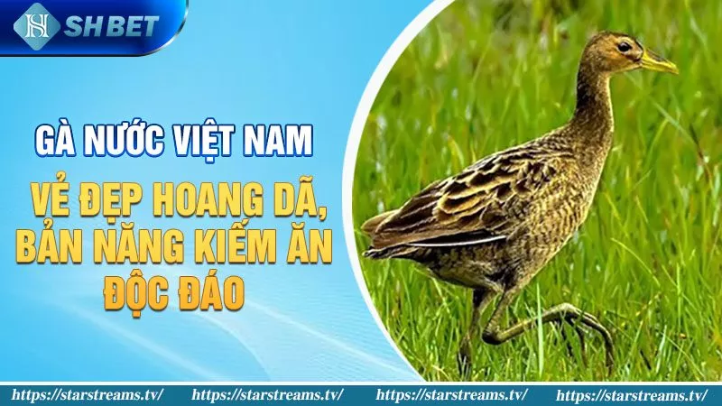 Gà nước có thể làm gà chọi không? Tất tần tật về loài gà nước! 2 Gà Nước Việt Nam: Vẻ đẹp hoang dã