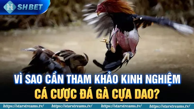Kinh nghiệm đá gà cựa dao với xác suất thắng lên đến 90% 1 Lợi ích khi tham khảo kinh nghiệm cá cược đá gà cựa dao